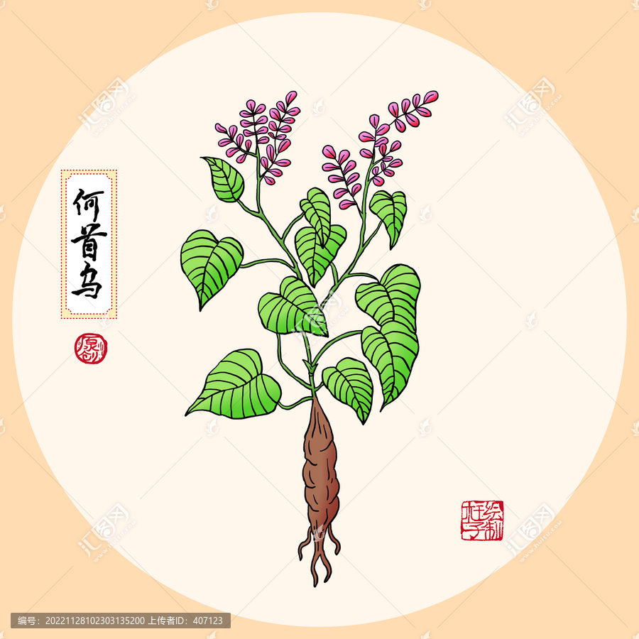 何首烏