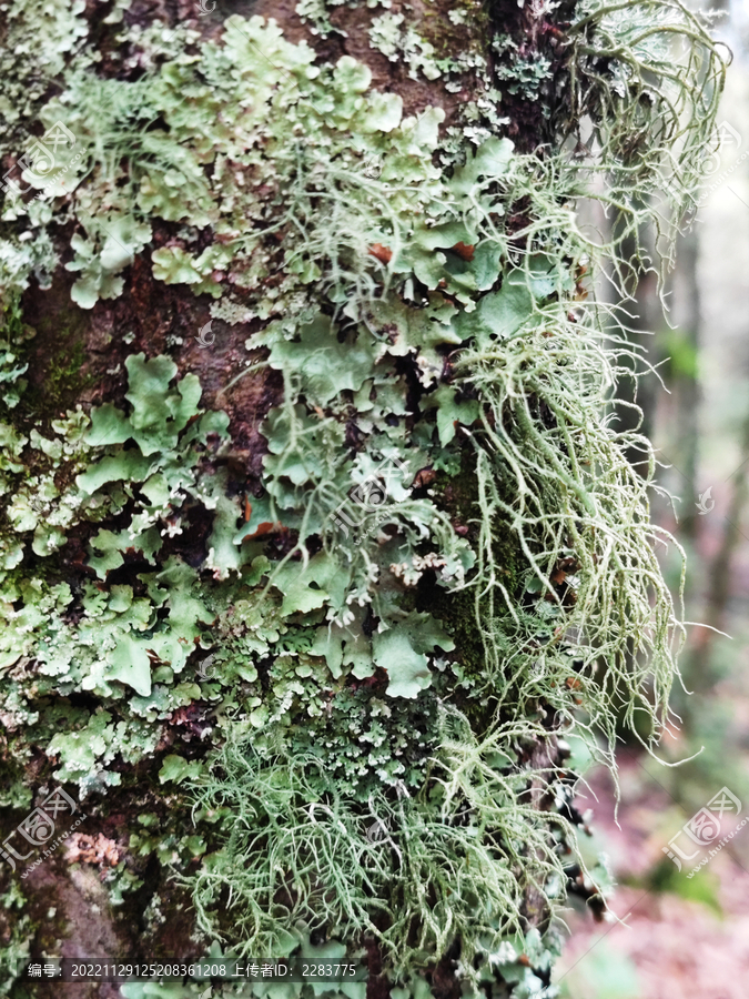 树胡子树花