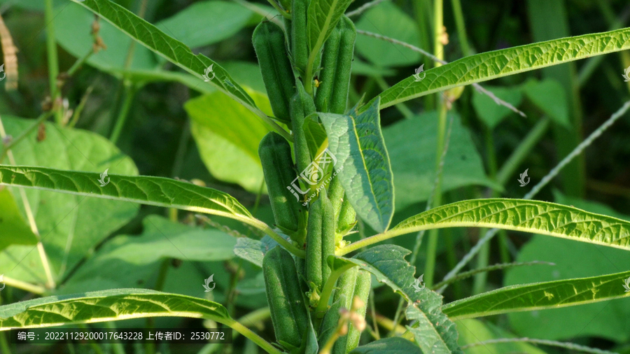 芝麻秸秆上矩圆形蒴果近摄