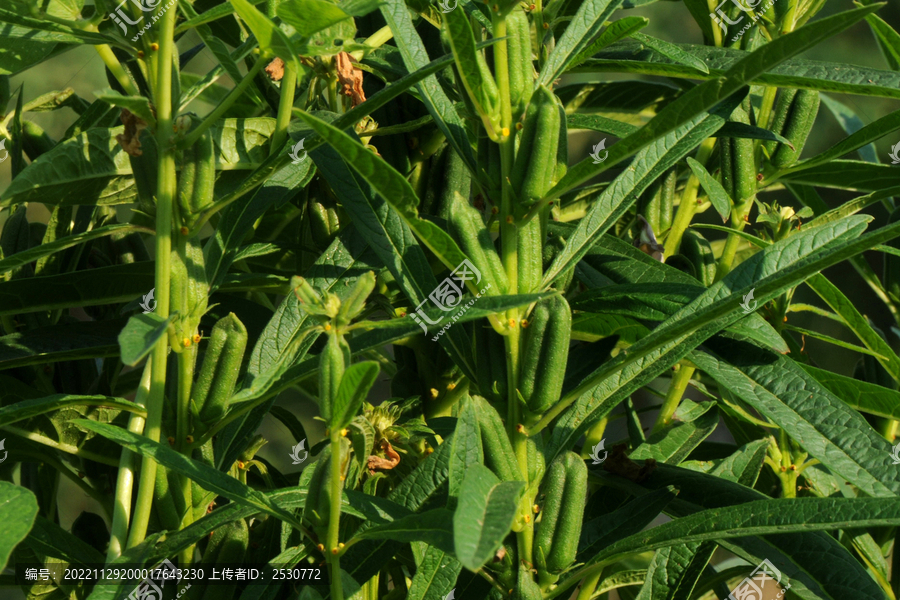 芝麻秸秆上的蒴果