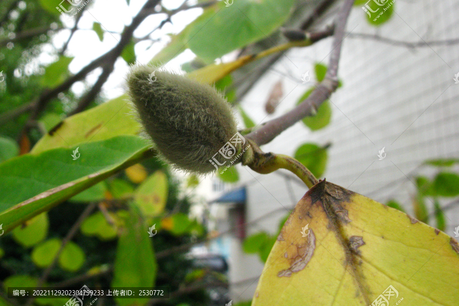 玉兰花密被绒毛花蕾特写