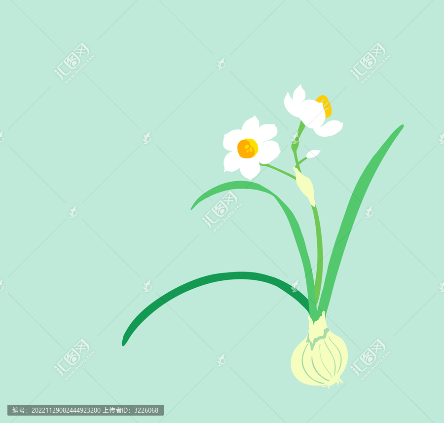 水仙花插畫