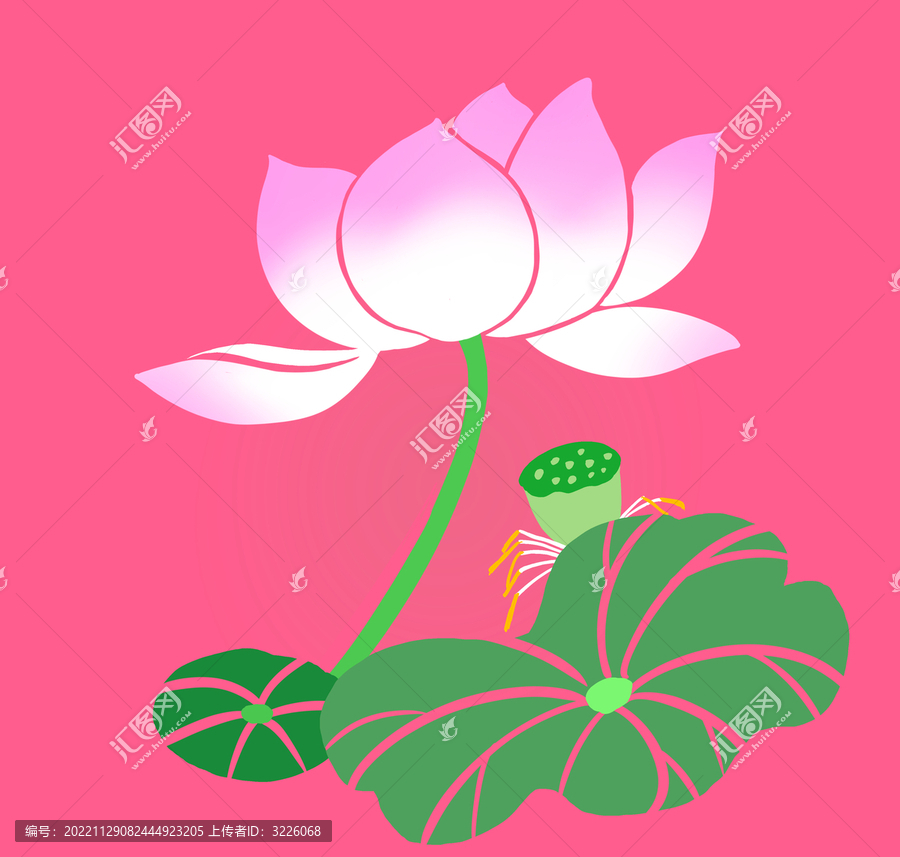 荷花插畫