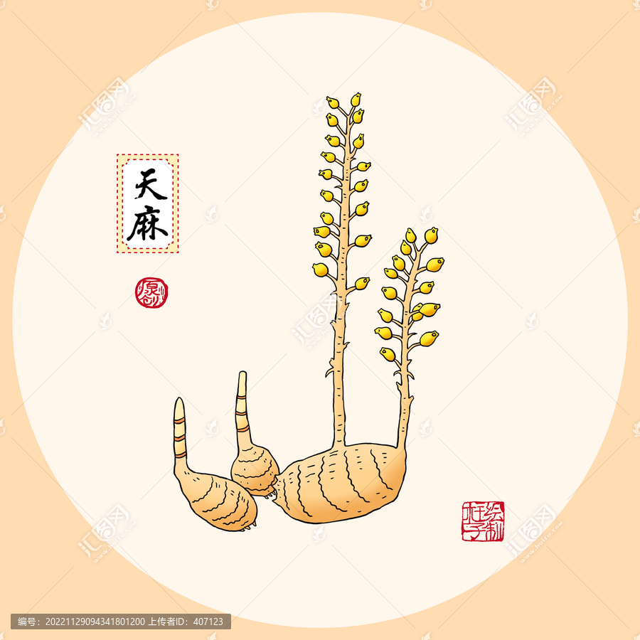 天麻手繪插畫