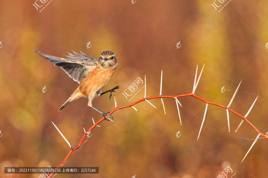 红腹山雀与飞翔的小鸟