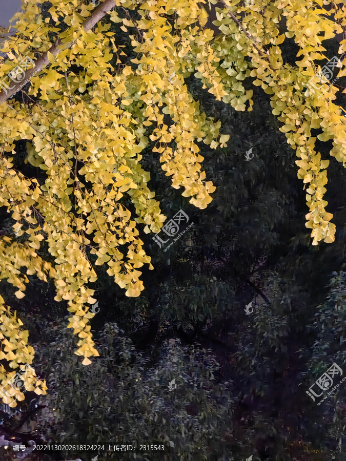 上海长宁区黄金城道银杏夜景