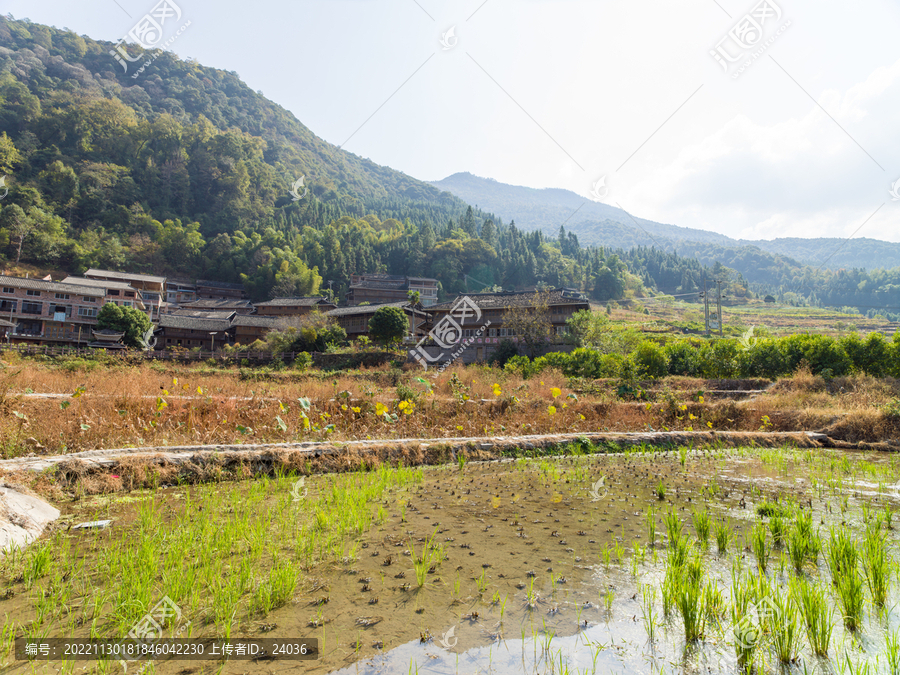 水稻梯田