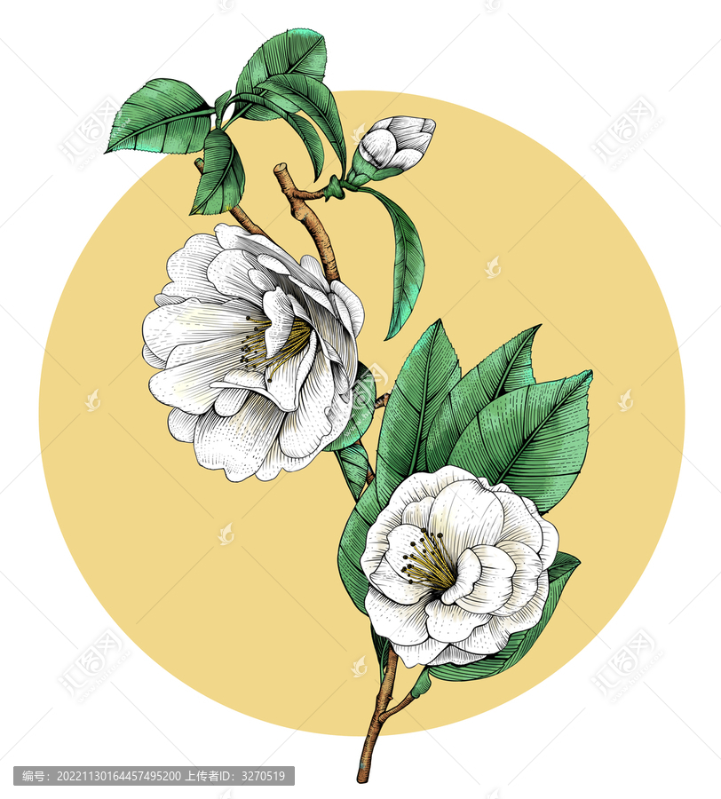 山茶花