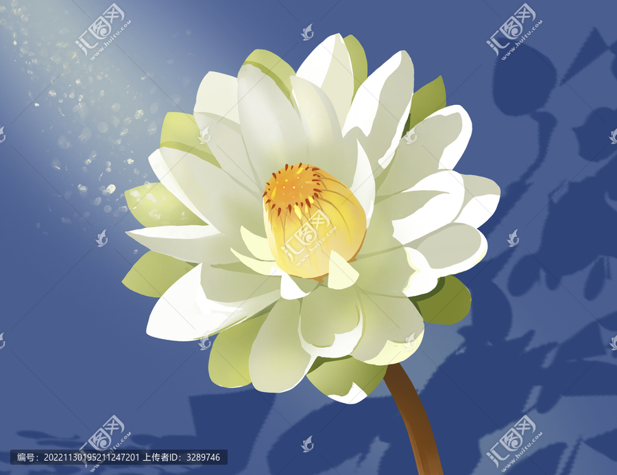 白睡蓮