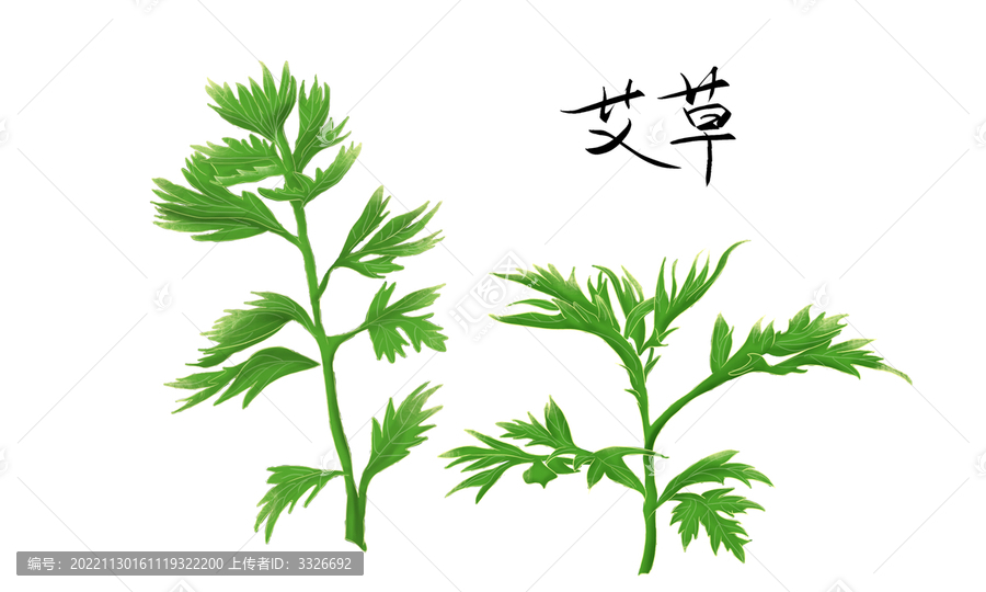 艾草插畫