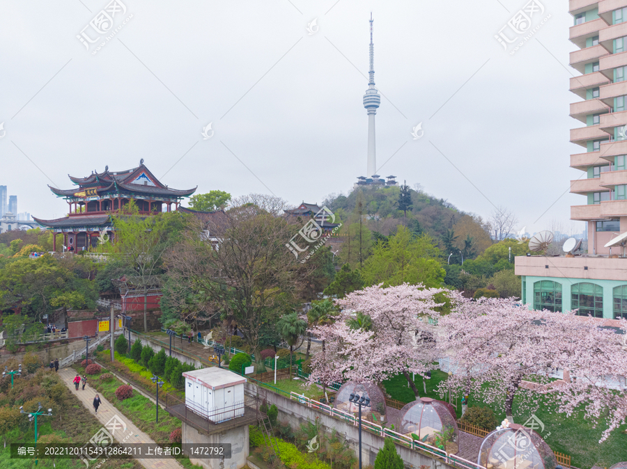 武汉晴川阁春季樱花风光