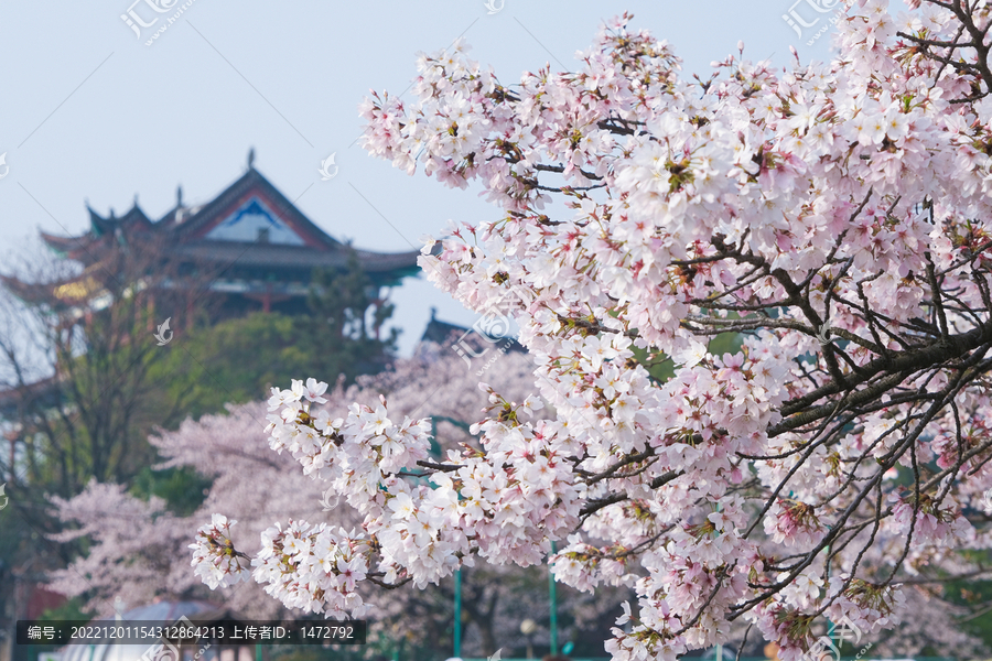 武汉晴川阁春季樱花风光