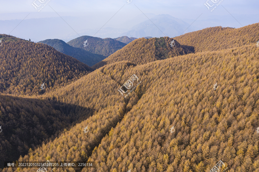 森林秋景