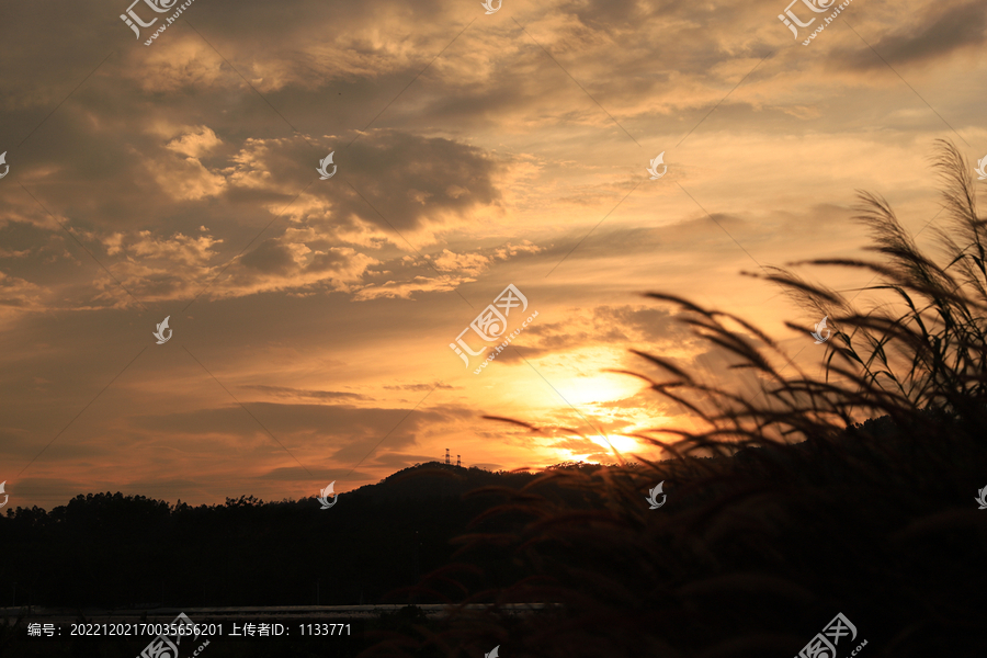 狼尾草晚霞风景