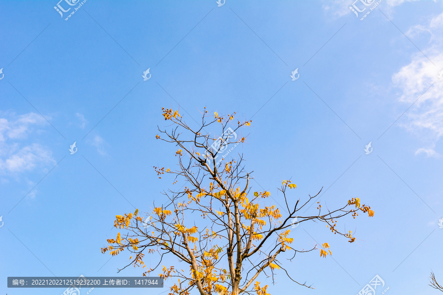 秋天蓝天白云树枝黄叶