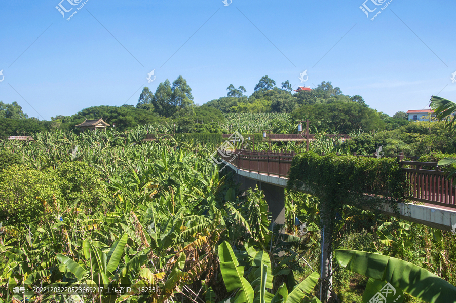 漳州旅游香蕉海