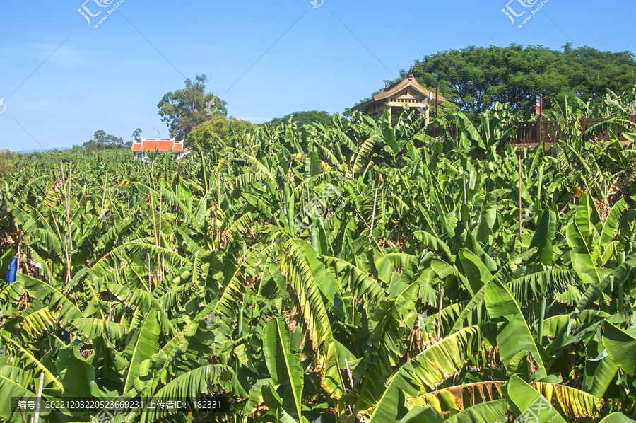 漳州香蕉林生态风光