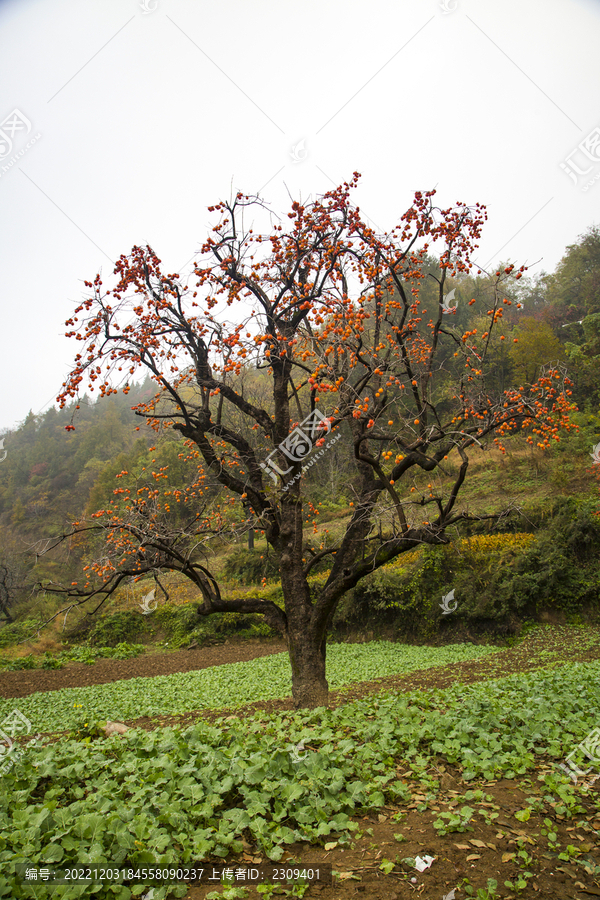 柿子树