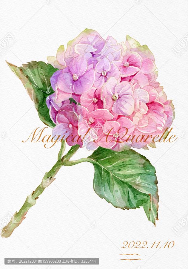 繡球花