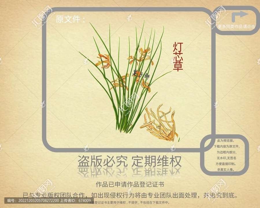 燈芯草