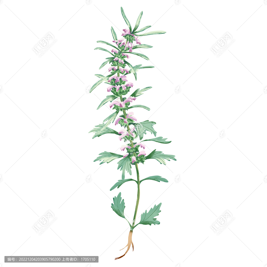 益母草手繪水彩插圖