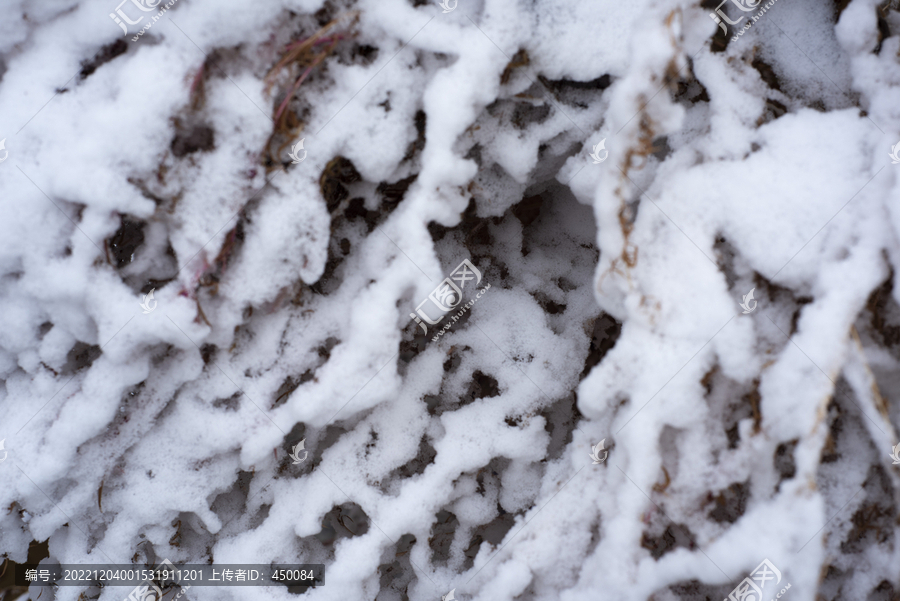 树枝上的积雪