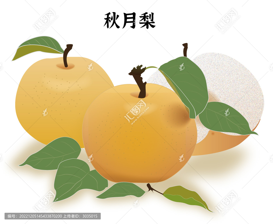 秋月梨插畫(huà)矢量手繪
