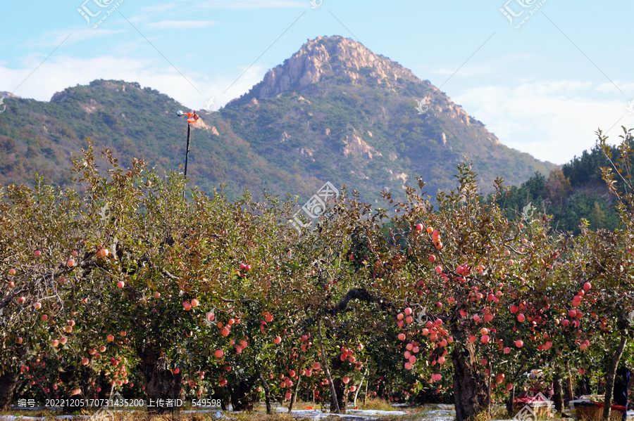 山区苹果园