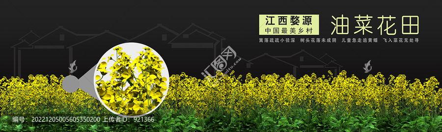 油菜花
