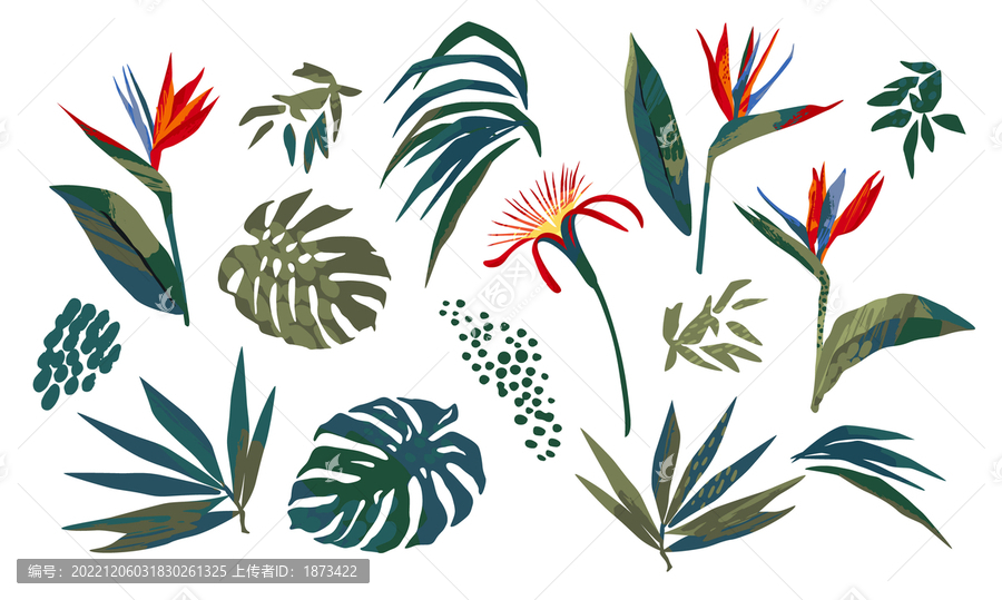 手繪風(fēng)有機熱帶植物素材插圖