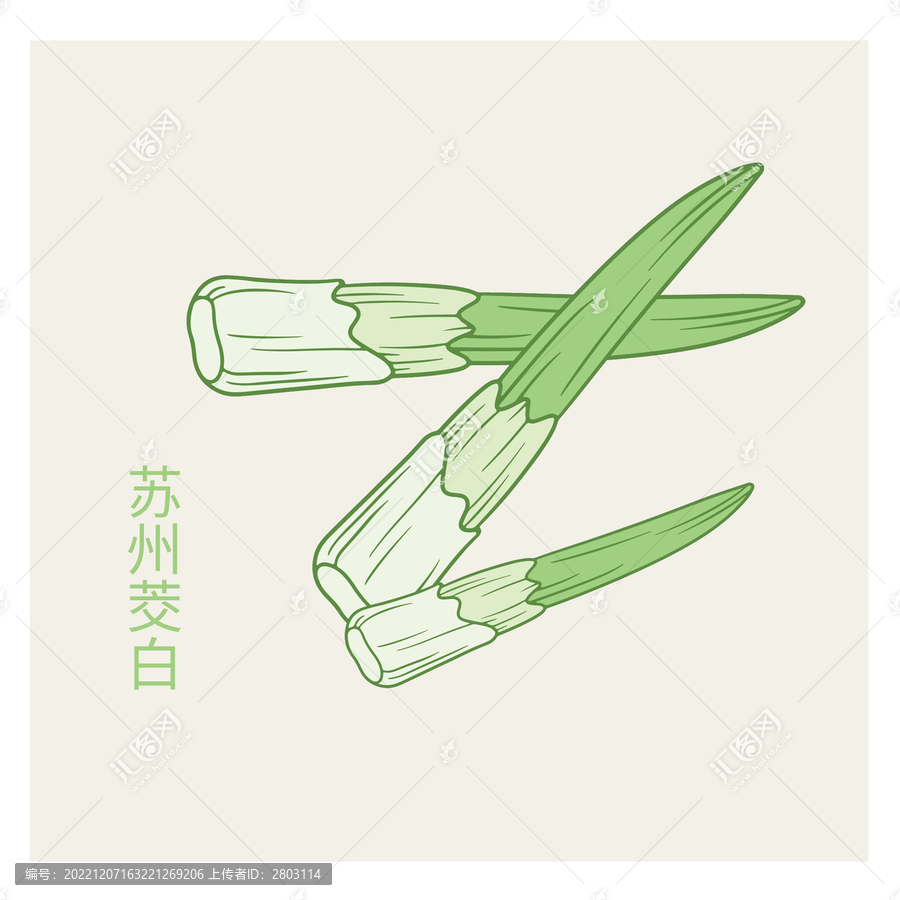 卡通蘇州茭白
