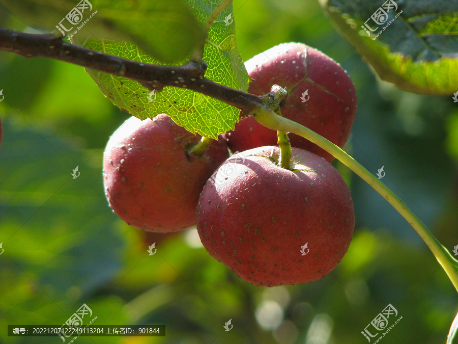 山楂树枝头红色的果实
