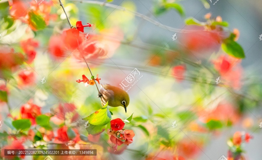 花鸟图