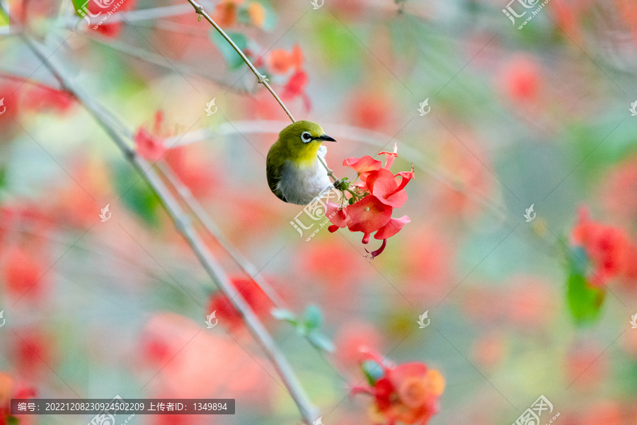 花鸟图