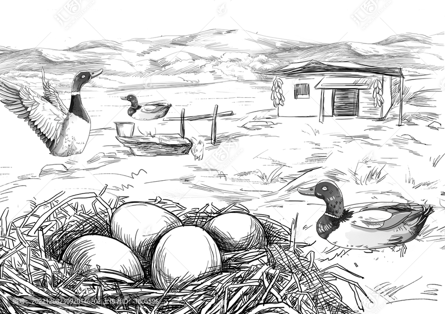 農(nóng)家鴨蛋插畫分層