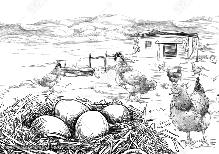 農家散養(yǎng)山雞蛋插畫分層