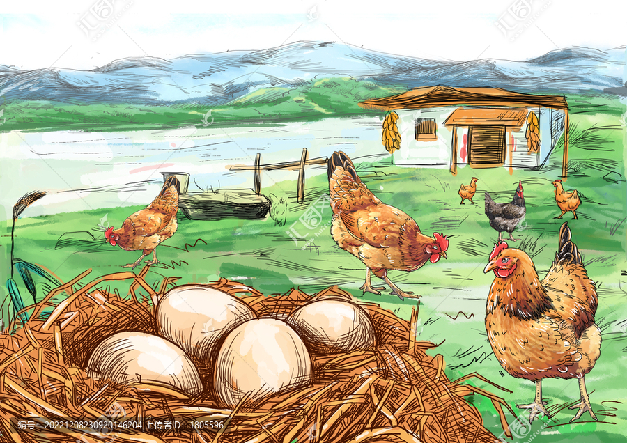 农家散养山鸡蛋插画分层