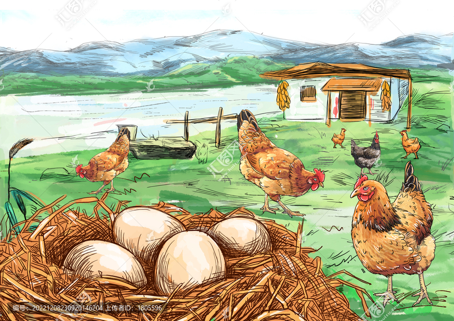 農(nóng)家散養(yǎng)山雞蛋插畫分層