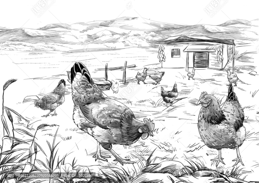 農(nóng)家散養(yǎng)山雞蛋插畫分層