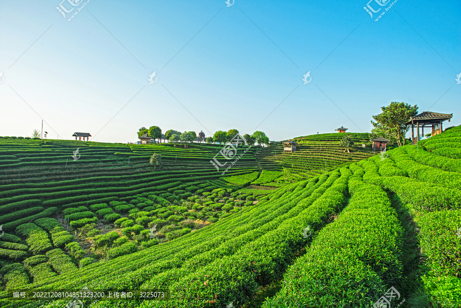 高山茶场