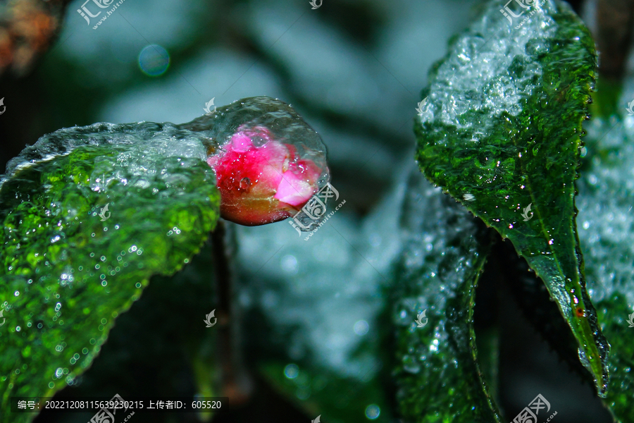 冬日冰雪下的鲜花绿草