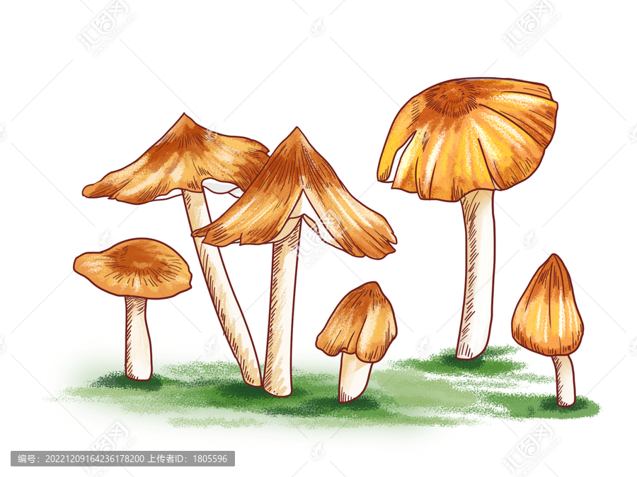 雞樅菇插畫