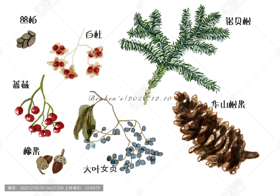 冬日植物