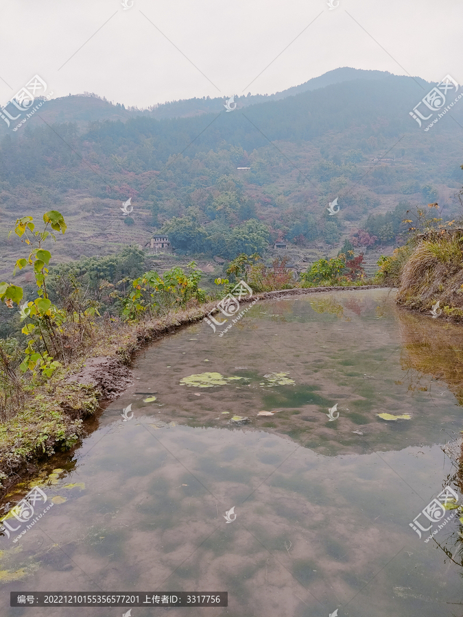 水田