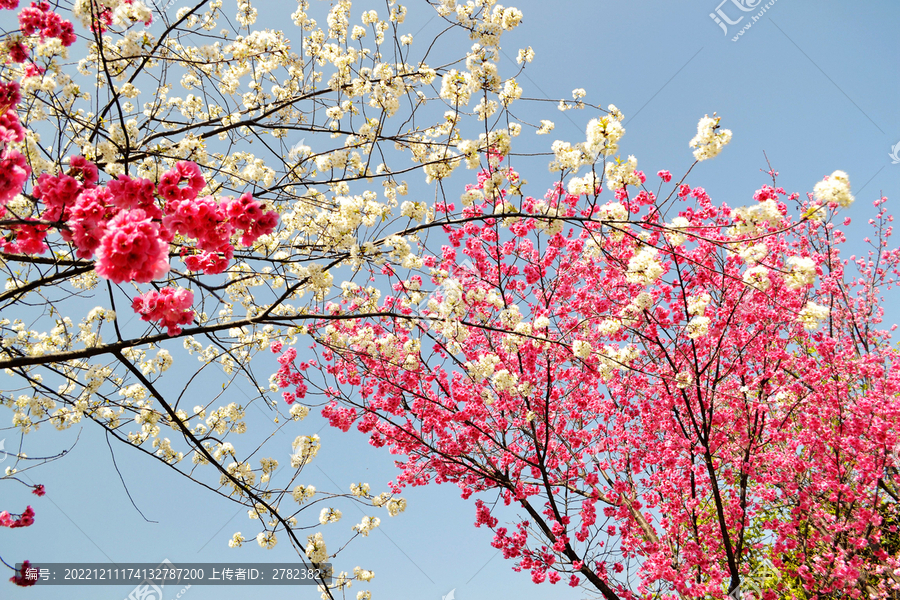 粉色樱花