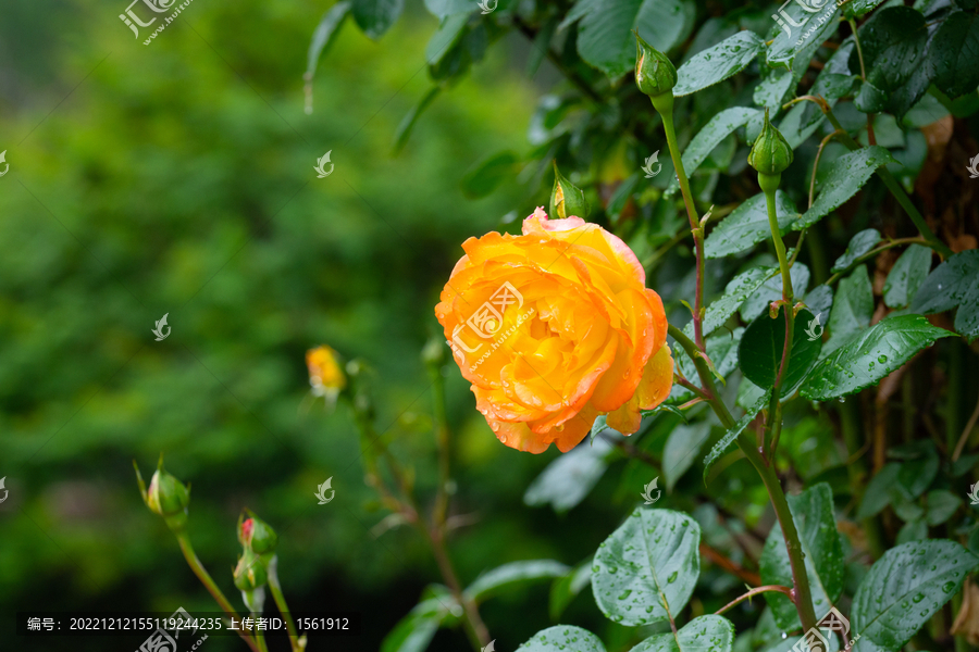 雨后花朵