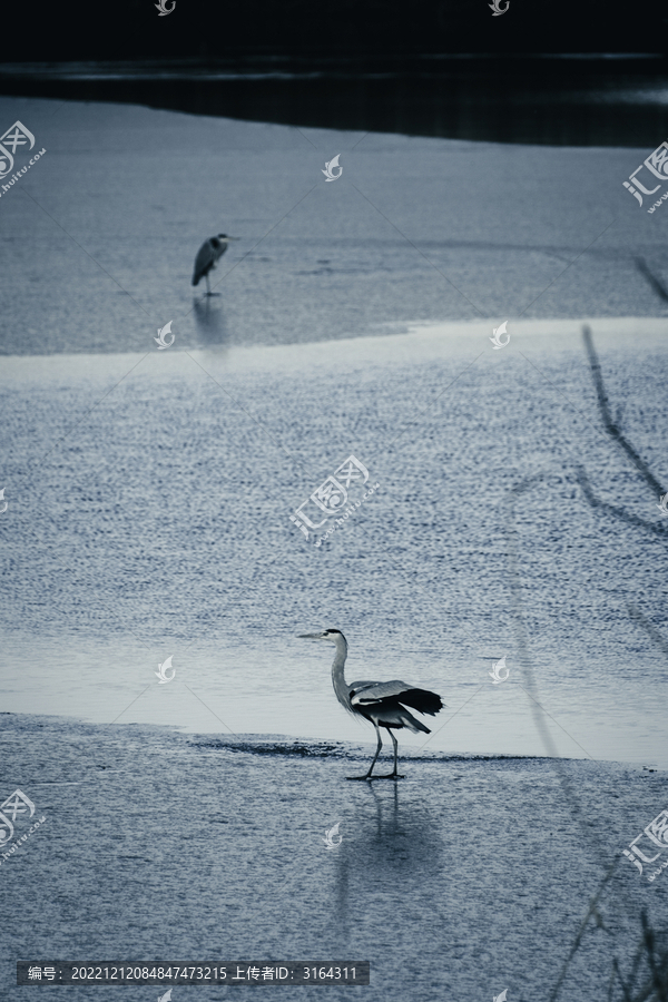 天津七里海生态保护湿地候鸟