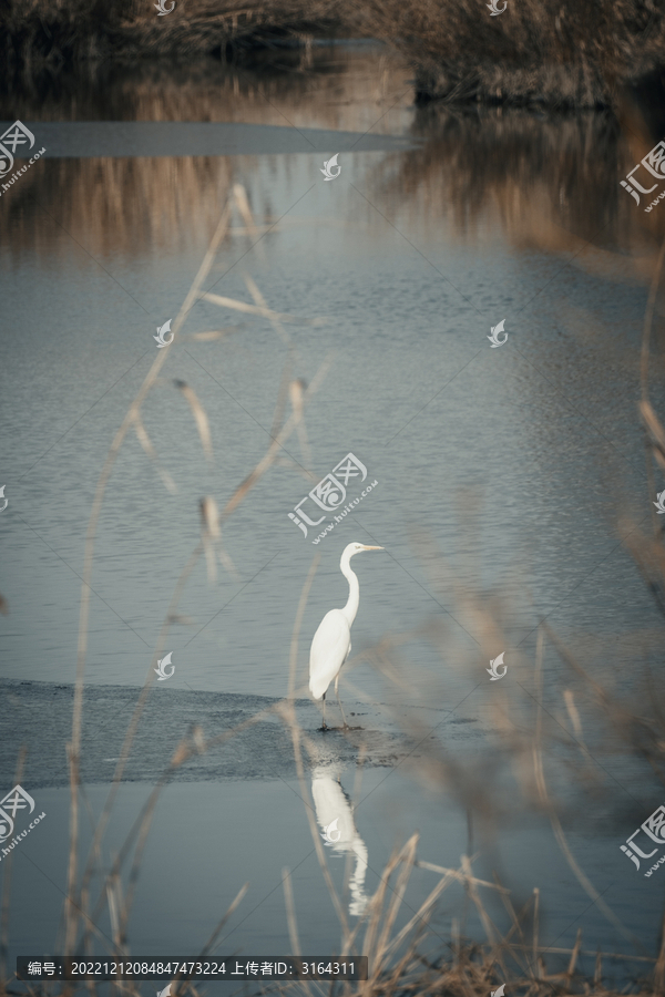 天津七里海生态保护湿地的候鸟