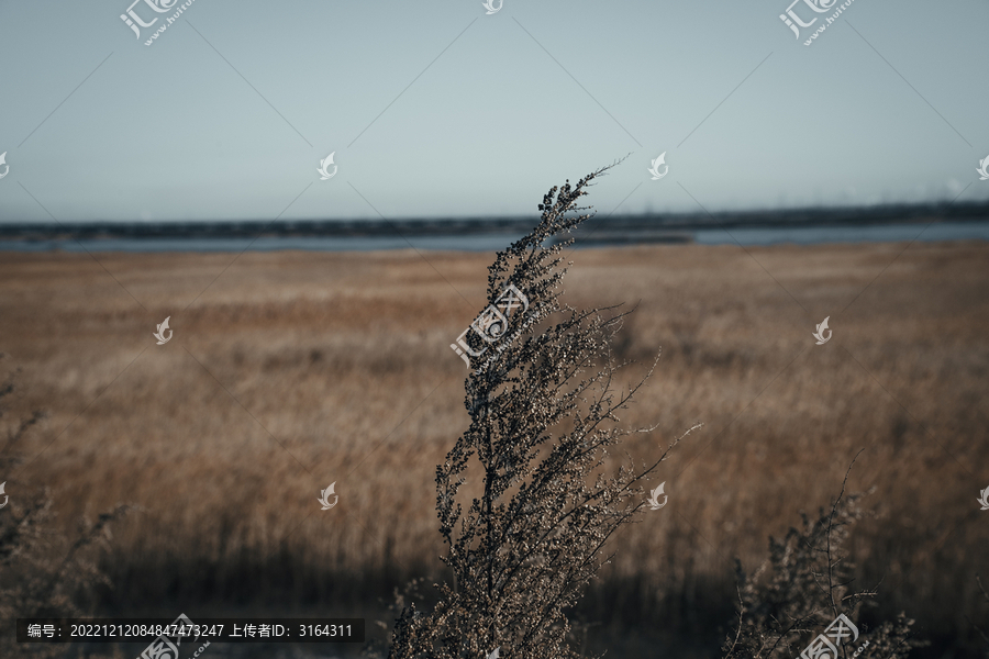 天津七里海生态保护湿地