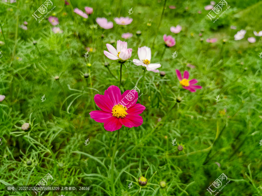 格桑花田